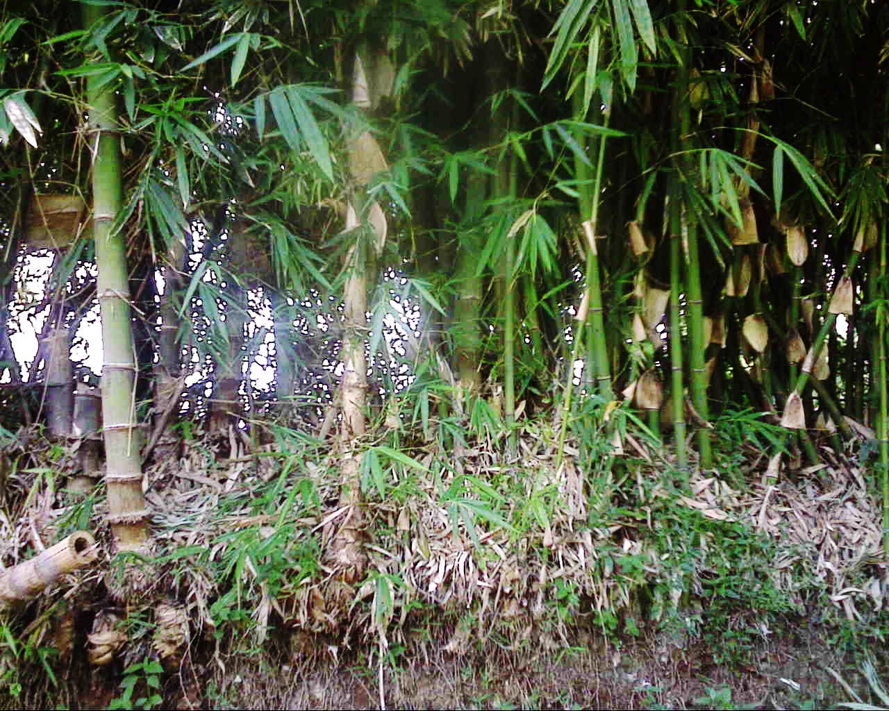 Pohon yang Dipercaya Jadi Sarang Hantu, Ane Lihat Hantu di Pohon No.1