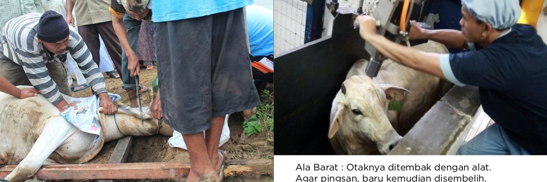 Masya Allah, Bule pun Kagum Cara Menyembelih Sapi Qurban Dalam Islam 1