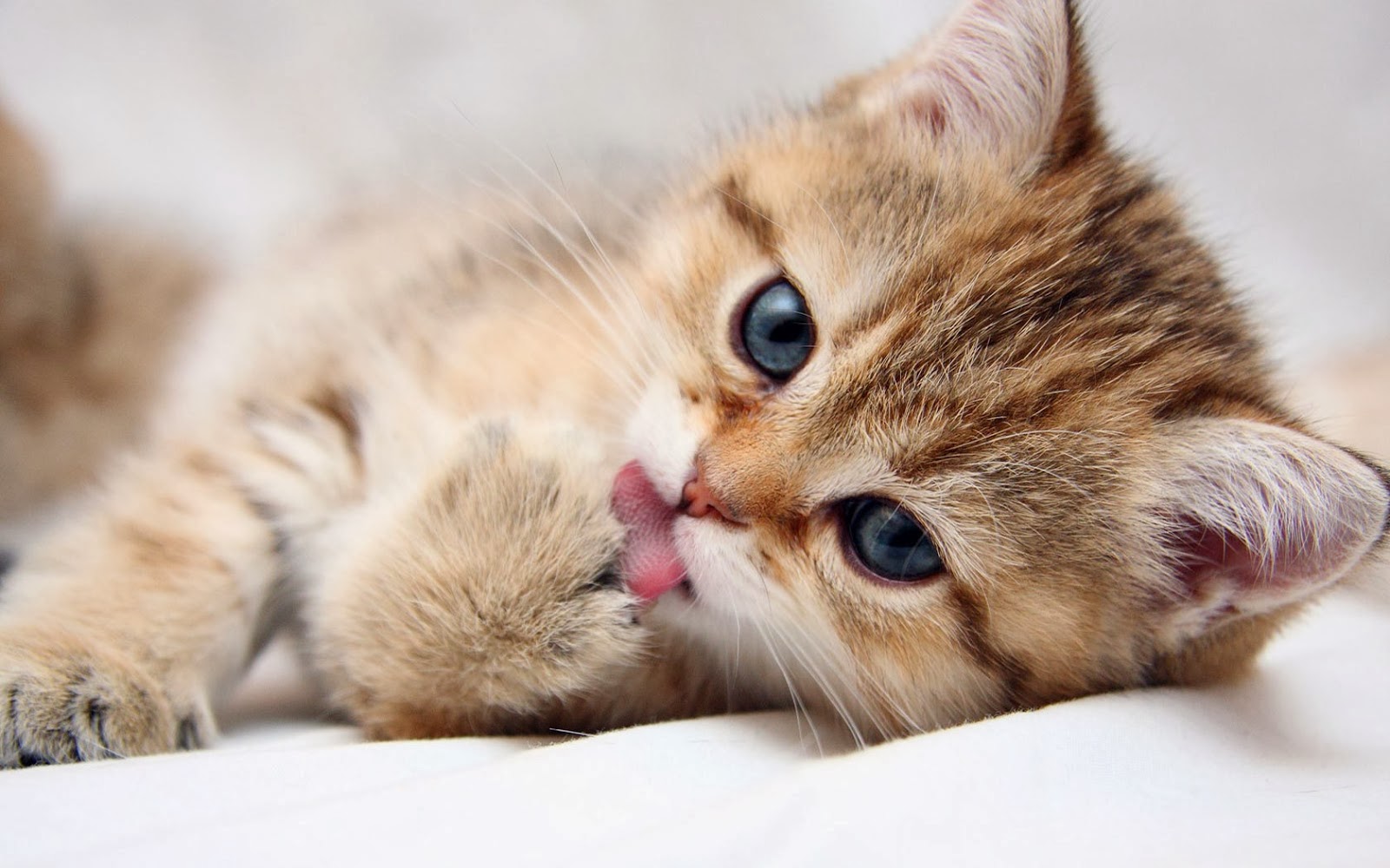 12 Fakta Menarik Dibalik Kucing Lucu Dan Imut Jatikcom