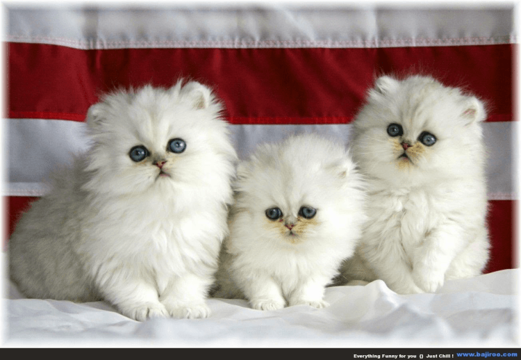 25 Galeri Foto Kucing Lucu Bangeet 10 Tips Merawat Kucing Bagi