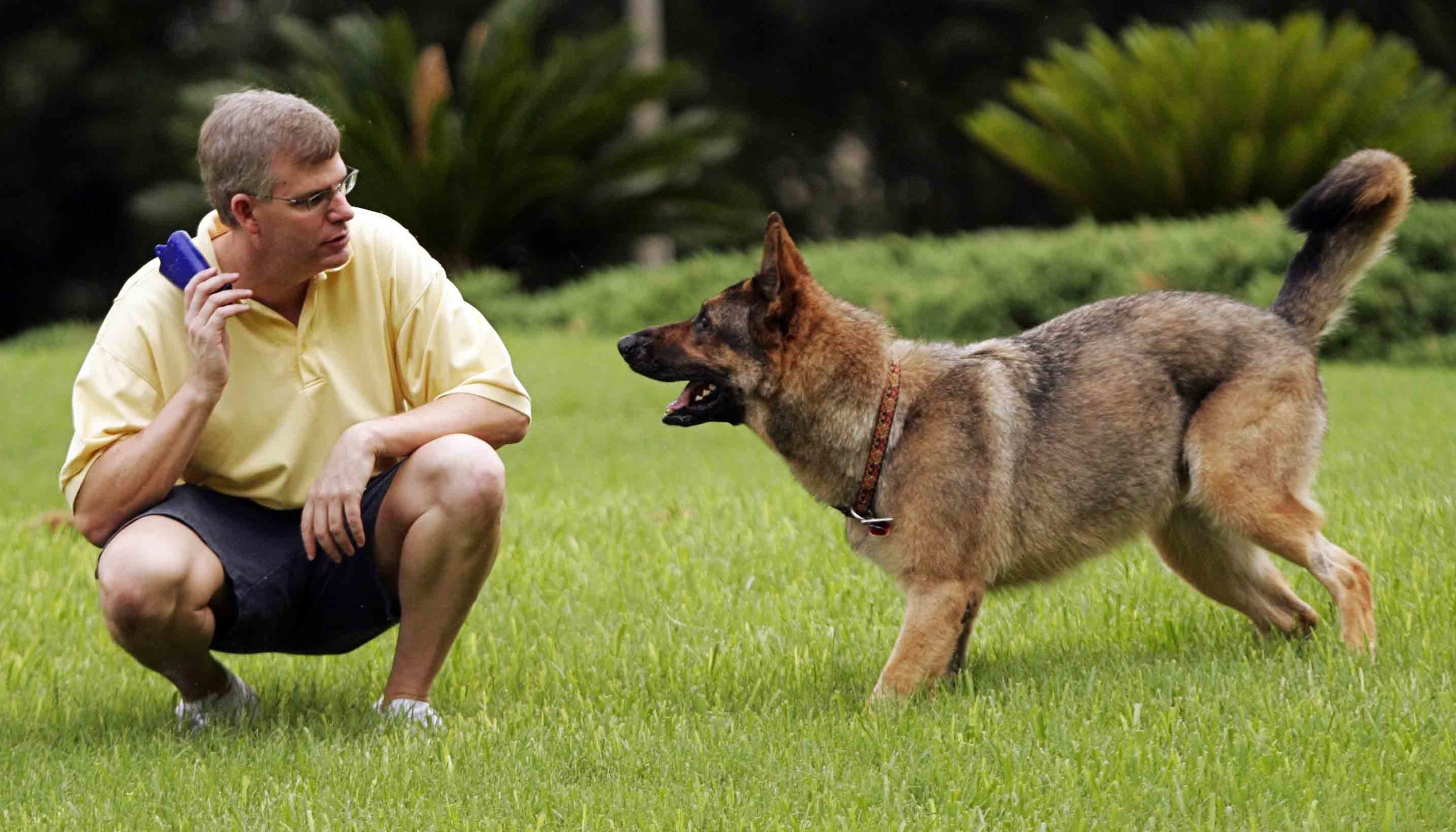 Punya Anjing Peliharaan? Terapkan 7 Tips dari Para Ahli ini Saat Melatih Anjing Anda 2