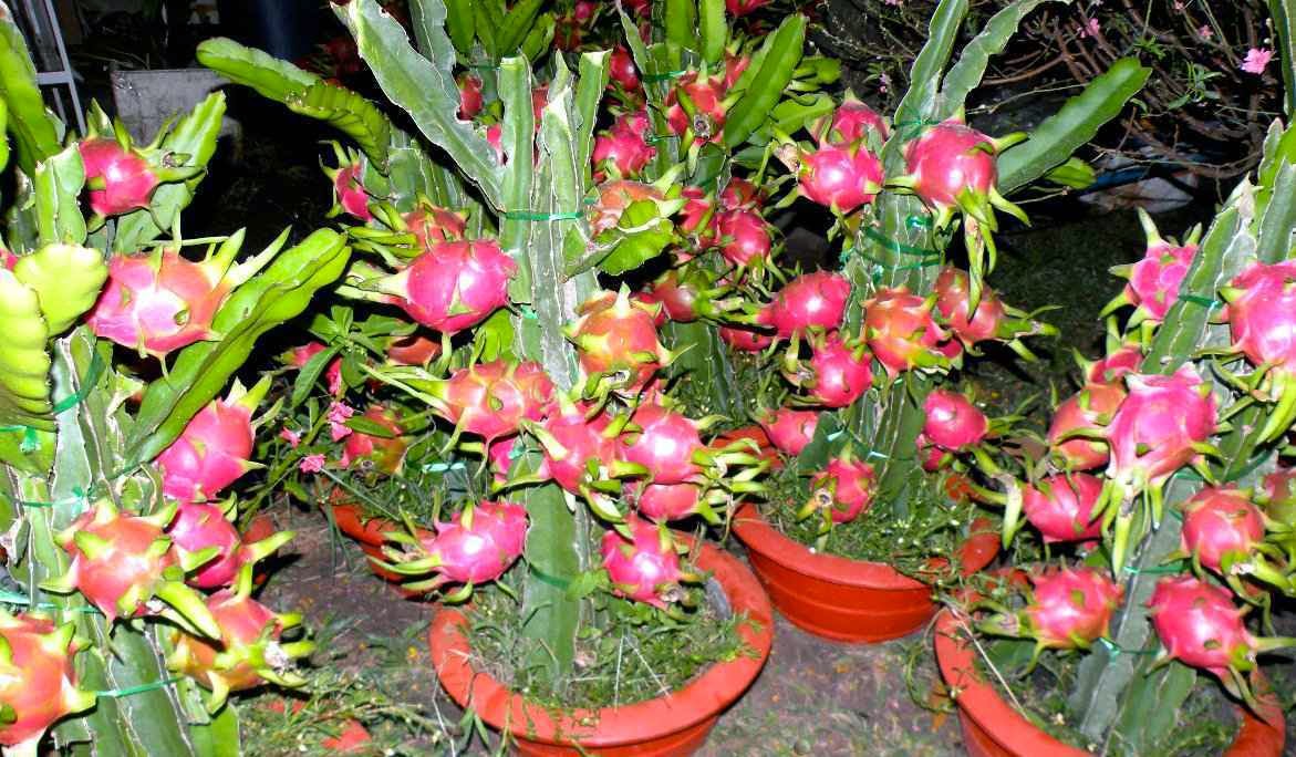tips dan cara menanam buah naga di pot agar cepat berbuah