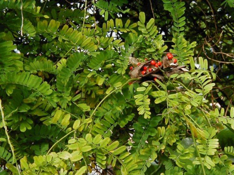 10 Jenis Tanaman  Obat  Keluarga dan Manfaatnya Untuk 