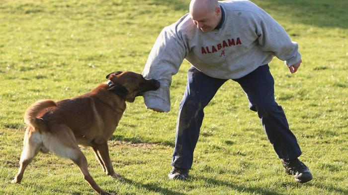 5 Tips Melatih Anjing dengan Mudah Bagi Pemula  Jatik com