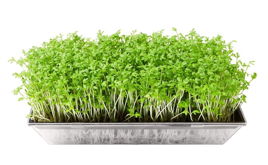 khasiat microgreens