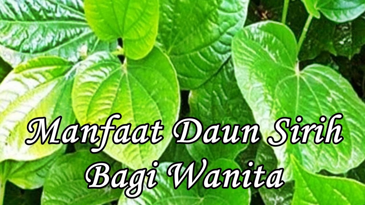 manfaat daun sirih untuk wanita