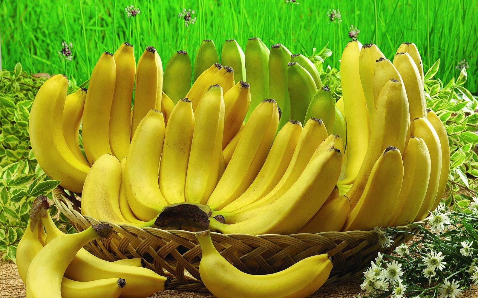 buah pisang di kuliner indonesia